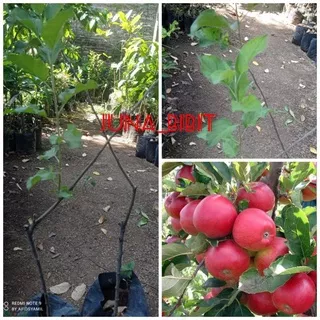 bibit buah apel anna merah