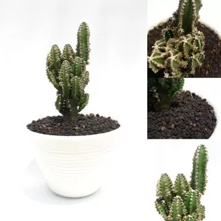 cactus kaktus mini ukuran pot 10cm