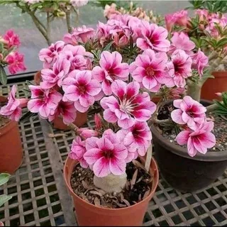 Bibit Bunga Kamboja Adenium Pink Princess - Kamboja Jepang Obesum Tumpuk - Tanaman Hidup