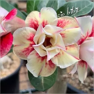 Benih Adenium Kamboja Jepang Biji Bibit Gold master Kuning