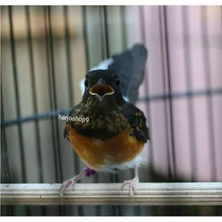 burung murai batu Medan jantan  lepas trotol/muda rawatan(trah Fighter)