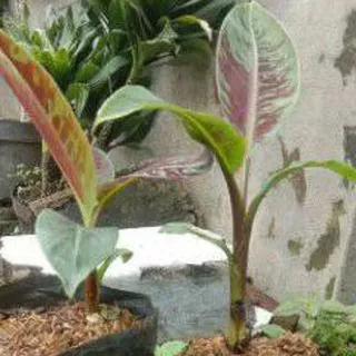 Bibit pisang banana blood - pisang varigata merah pisang hias