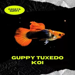 ikan guppy tuxedo koi / ikan hias aquascape aquarium / sepasang jantan betina dewasa / ikan indukan