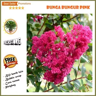 biji benih bunga bungur pink /30 biji