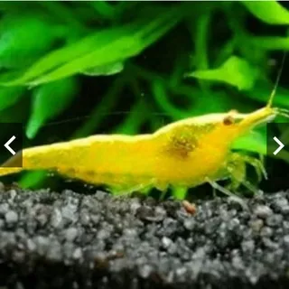 UDANG HIAS YELLOW FIRE | UDANG HIAS AQUASCAPE | YELLOW FIRE AQUASCAPE