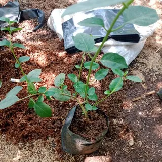 tanaman Sancang bahan bonsai