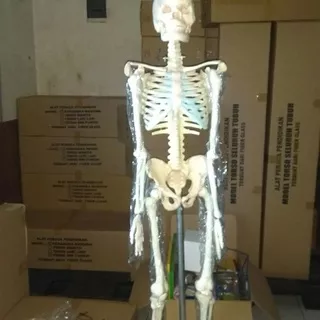 Kerangka manusia dewasa alat peraga pendidikan torso anatomi tubuh tinggi 160cm