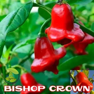 Benih Bibit Biji Cabai Hias Bishop Crown Biji Cabe Bishop Crown