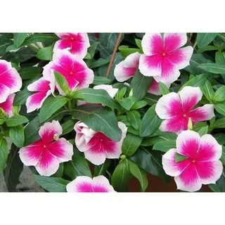 Bibit Benih Biji Bunga Vinca White Pink - Benih Tanaman Bunga Vinca White Pink - COD