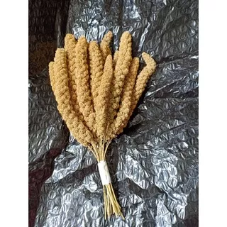 Millet Spray/Foxtail Millet/Jewawut tangkai gantung -+100gr (RANDOM)