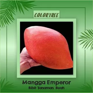 Bibit Tanaman Buah Mangga Emperor 60cm