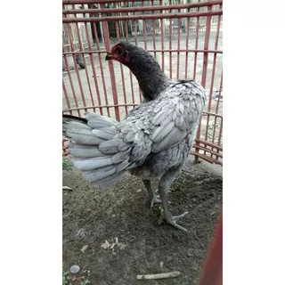 Ayam Bangkok - Telur Ayam Pakhoy Full Brakot Brutal - Telur Pakoi - Telur Pakoy