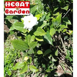 Melati kaca piring wangi - melati kampung - Gardenia augusta