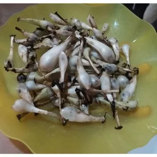 terbaik buah marasi segar 100 g (obat malaria dan sakit ginjal dan penyakit lainnya)