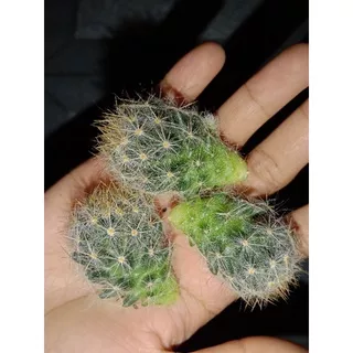 Bibit kaktus cabai putih/kaktus ownroot/kaktus murah/kaktus pasaman