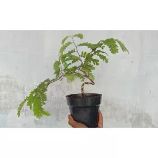 Bonsai asem jawa program dari biji