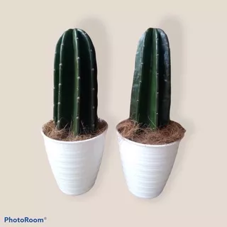 Tanaman hidup indoor outdoor kaktus koboi pohon kaktus-tanaman hias hidup-bunga hidup-cactus-bunga kaktus hidup-tanaman kaktus hidup-kaktus koboi-pohon kaktus hias hidup