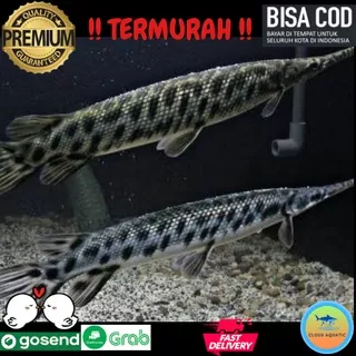 Ikan Hias / Aligator Spatula Gar 11-13 cm / Predator / Belida / Palmas