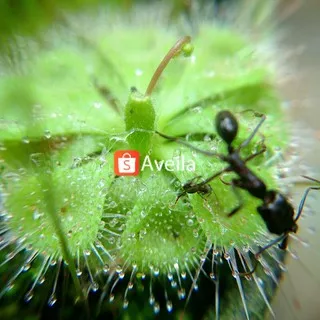 Drosera Burmanii Tanaman Karnivora Pemakan Serangga (Tanaman Hidup Bukan Biji)