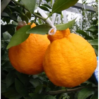 bibiit tanaman buah jeruk dekopon okulasi benih buah pohon buah benih pohon tanaman buah didalam pot