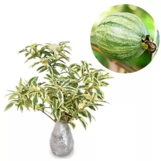 Jambu kerikil variegata varigata / bibit tanaman buah