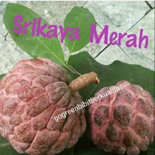 Bibit tanaman buah srikaya merah