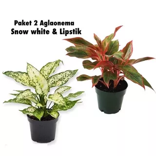 2 paket tanaman hias aglonema red lipstik & snow white-aglaonema-bunga hidup-tanaman hidup-aglonema