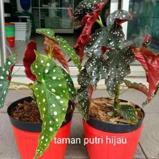 2 paket tanaman hias begonia polkadot mocca/polkadot hijau