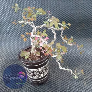 BONSAI ASEM LONDO PITHECELLOBIUM DULCE ASEM KRANJI