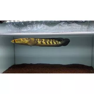 Ikan channa YS 15-17cm ikan predator channa yellow santarum 12-13cm