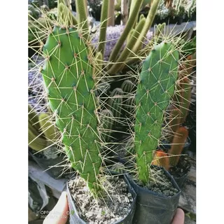 Kaktus Opuntia Duri Tajam / Kaktus Unik /kaktus murah