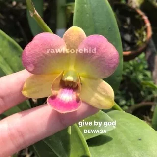 Dendrobium Give By God DEWASA SAJA