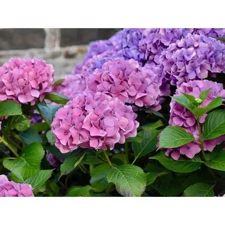 Bibit Benih Biji Bunga Hydrangea Light Pink - Benih Pohon Bunga Hydrangea Light Pink - Hortensia COD