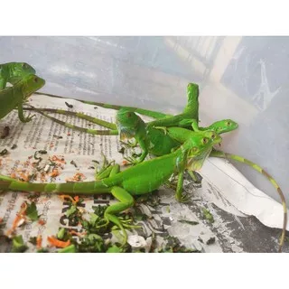 baby green iguana 30cm legal