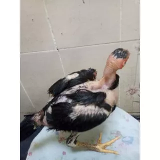 Anak ayam Bangkok silangan saigon muda usia 2bulan/Harga per ekor/Kuat/unggul/dapat bertahan hidup dari sakit