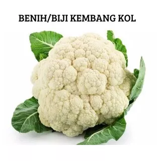 Benih Biji Kembang KOl