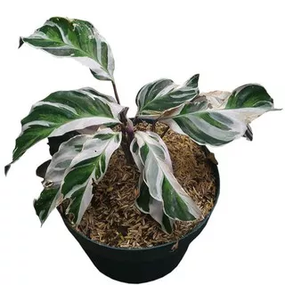 Tanaman Calathea White Fushion