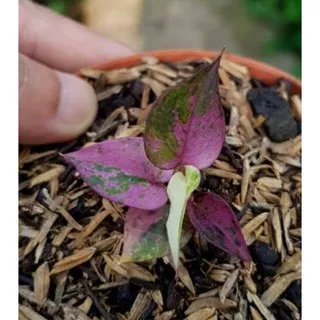 bibit bunga anthurium hookeri varigata (pink)