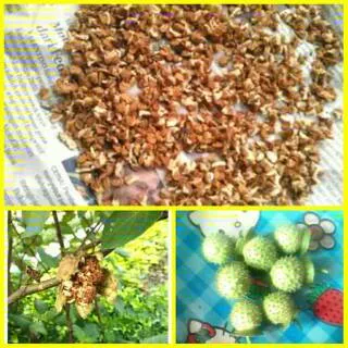 Promo 1 paket isi 100biji / benih / bibit buah kecubung wulung