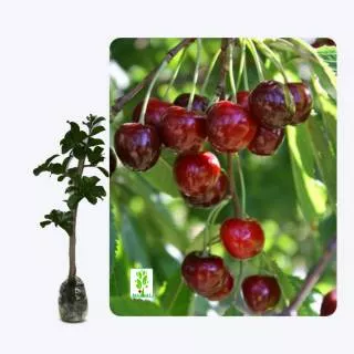 TANAMAN BUAH CHERRY JEPANG MANIS