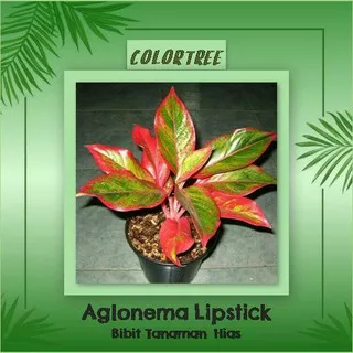 Tanaman Hias Aglonema Lipstick