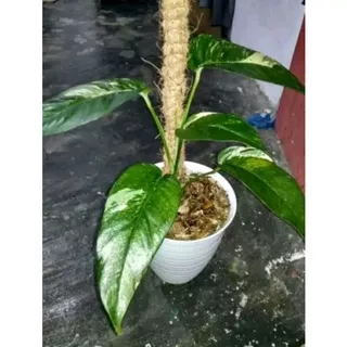 Monstera evifremnum varigata kuning