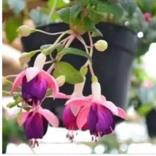 tanaman gantung lampion bunga ungu