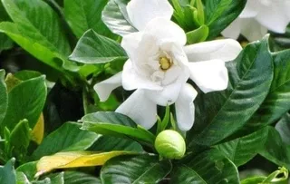 pohon kaca piring / tanaman bunga /gardenia augusta
