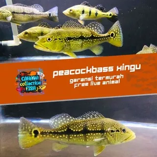 Ikan Hias PredatorPeacock Bass Xingu Pbass Garansi - Arwana Lohan Belida Oscar Cichlid - predator fish kaviat