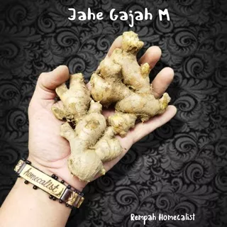 Jahe Gajah 1kg Ukuran Medium Jahe Putih Segar Jahe Segar Jahe Sayur 1kg