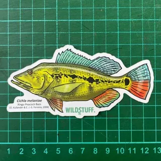 Sticker Wildstuff - Peacock Bass Cichla melaniae Xingu pbass xingu
