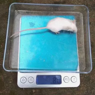 Tikus Putih Mencit (Jumper) untuk Pakan Reptil