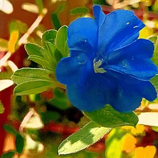 Tanaman Baby Blue Eyes bunga Biru Nemophila