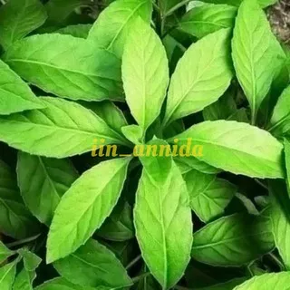 bibit Tanaman herbal sambung nyawa/ benih ttanaman oba t, tanaman herb al